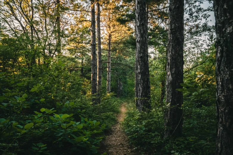 a path winds through the forest next to tall trees