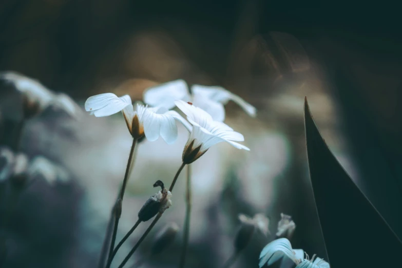 some white flowers and leaves in the dark