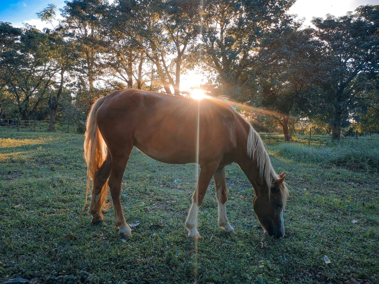 the horse is grazing on the green grass