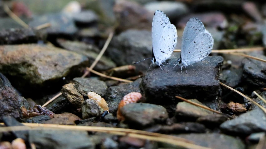 a white erfly perched on a piece of rock