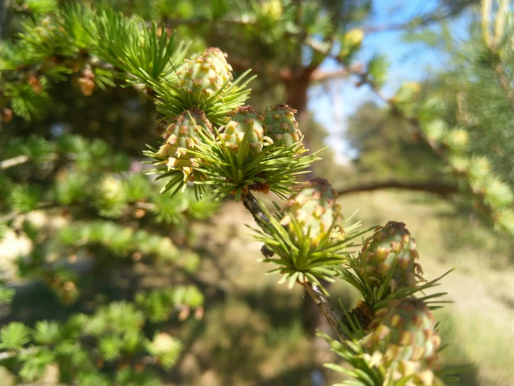 a closeup view of pine trees in the afternoon