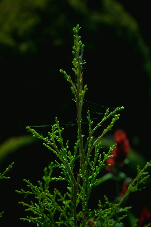 a tall green plant with thin stems