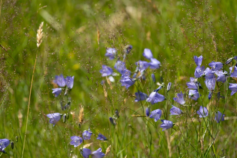 flowers growing in the grass with drops of dew