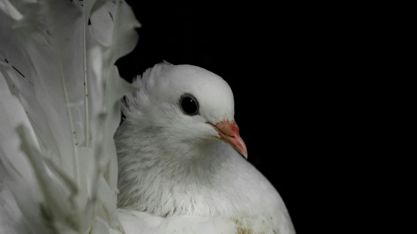 white feathered bird on black with water reflection