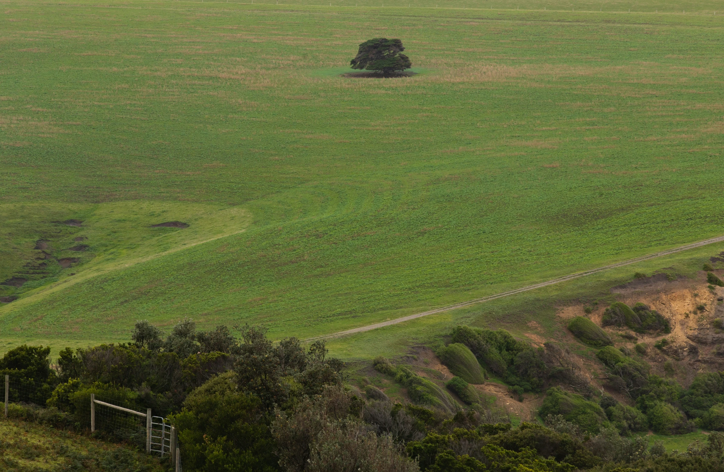 a green grassy field next to the ocean with a lone tree on the left side