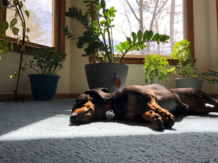 a dog laying on the floor next to a plant