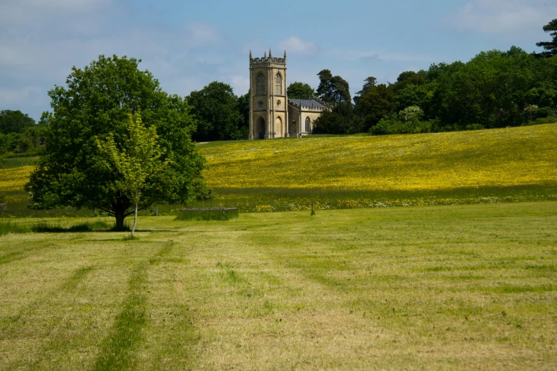 a large tree on a field with a church in the background