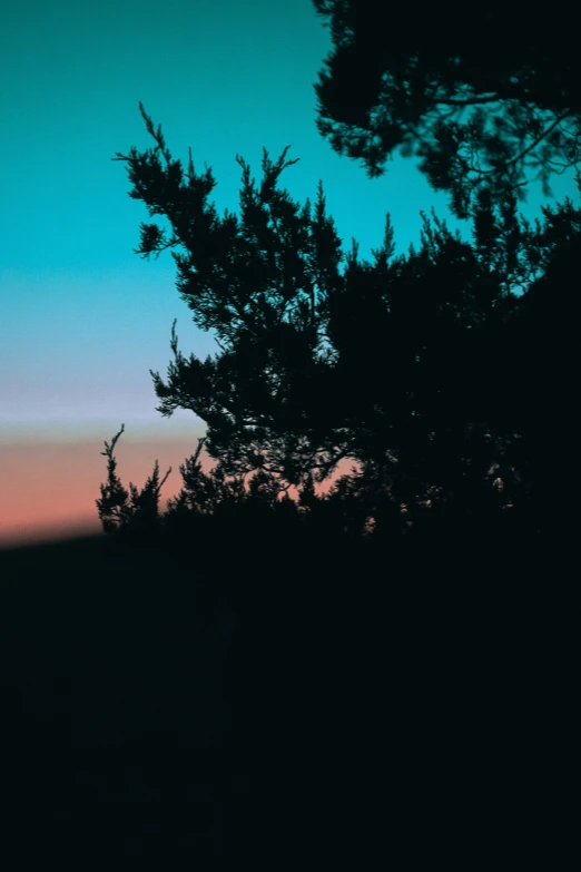 a silhouette of trees against a purple sky