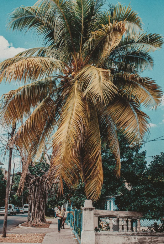 a palm tree in front of a bench and concrete walls