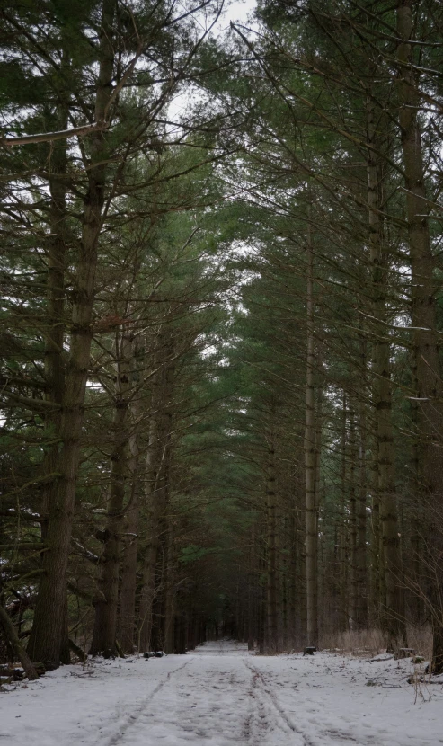 the path is shown through the trees and snow