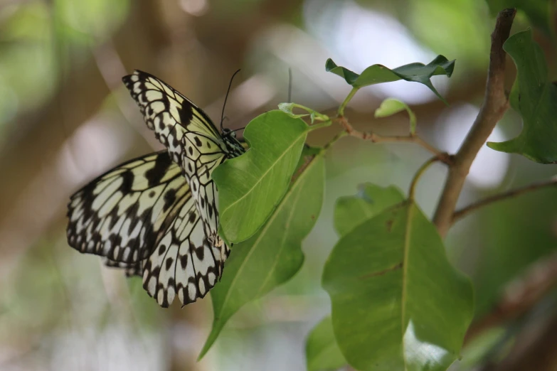 the erfly is perched on top of a leaf