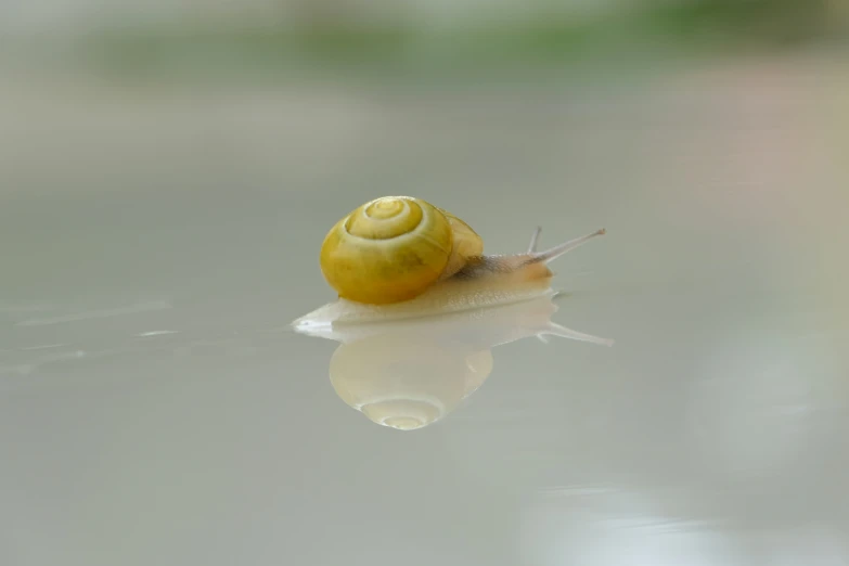 a snail is walking on water with the reflection