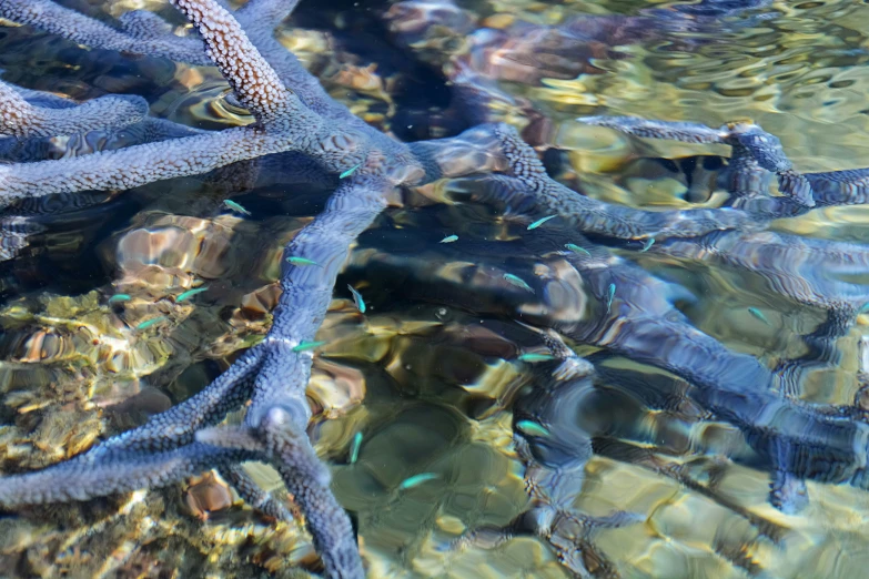 a bunch of small fish swimming under a large amount of water