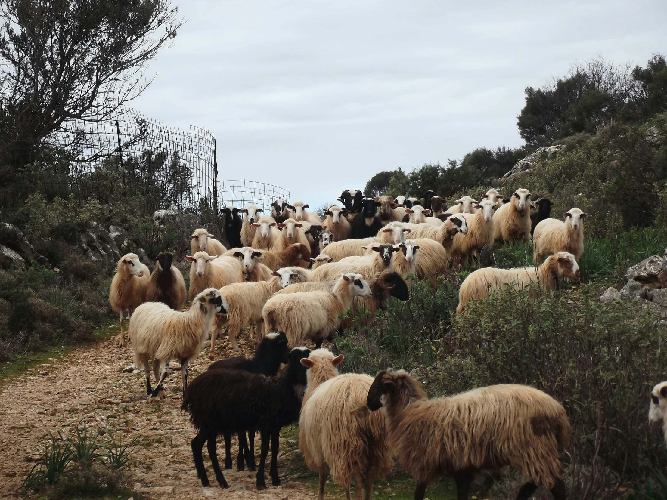 the sheep are being herded up to the hill side