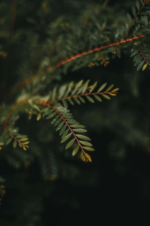 close up of green needles on a tree nch