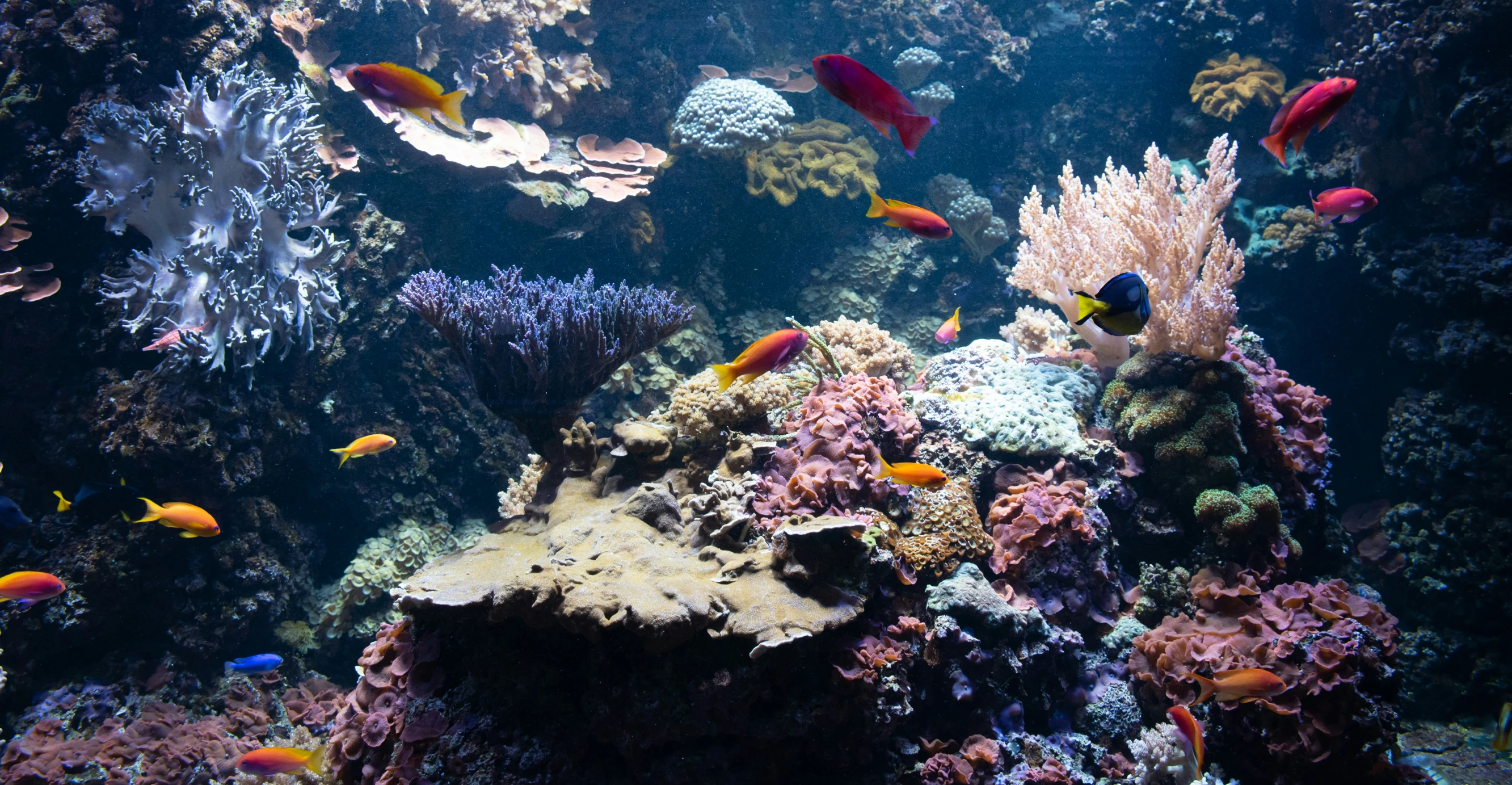 fish swim over colorful hard corals on a coral reef