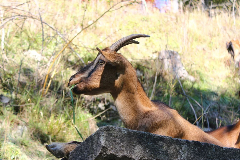 an adult goat with large horns standing on the rocks