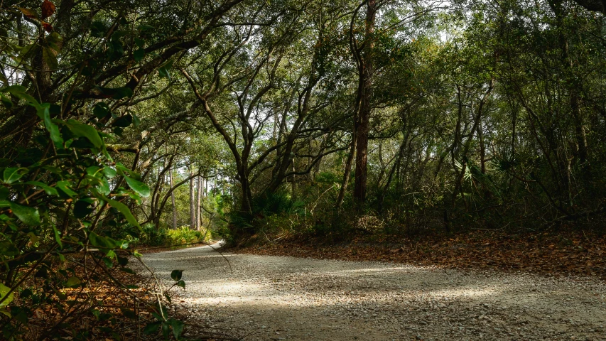 a dirt path is shown through some trees
