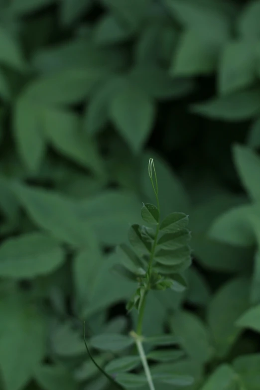 small green plant with very big leaves behind it