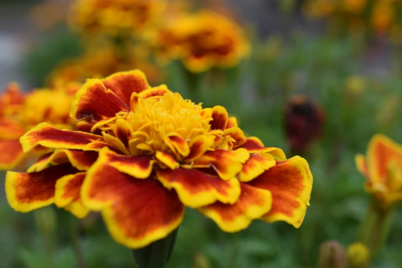 a close up of many colorful flowers in a garden