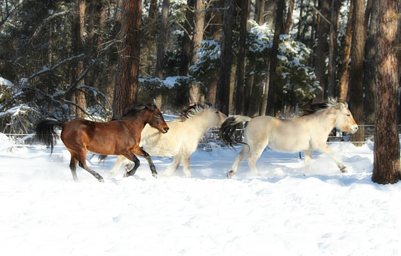 two horses running in the snow and trees