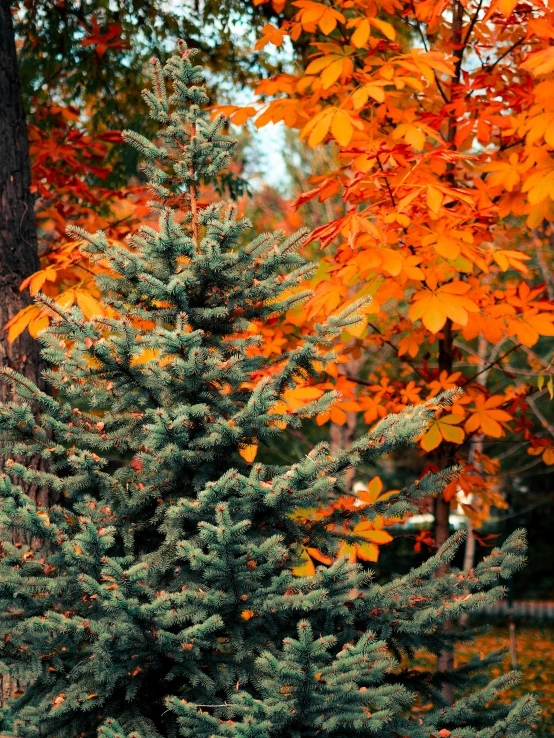 a very pretty tree by some orange leaves