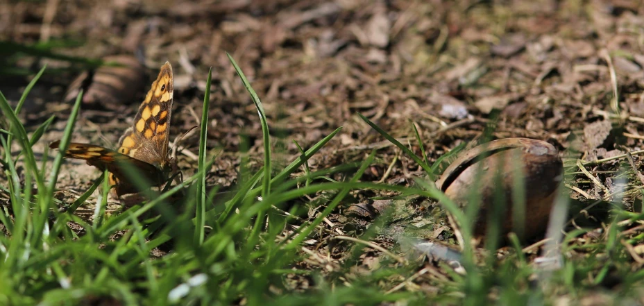 an orange and white erfly is sitting in the grass