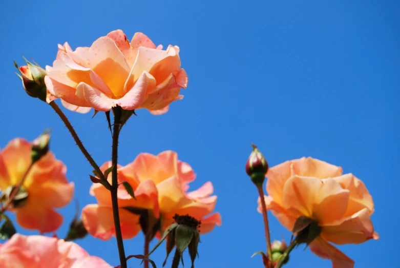 a tree with orange flowers and sky in the background