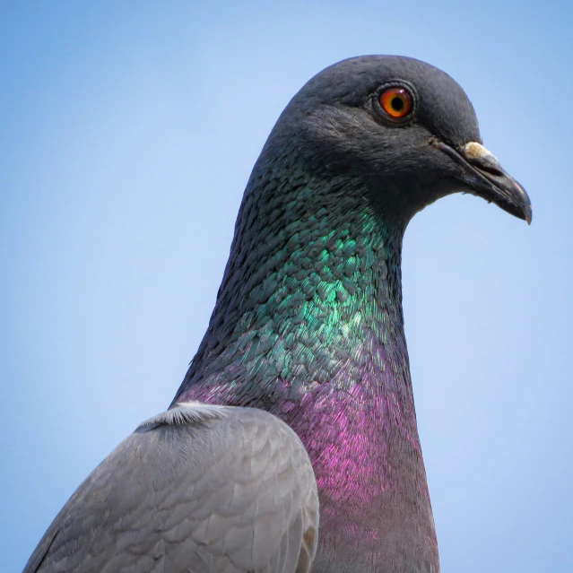 an image of a bird with pink and green feathers