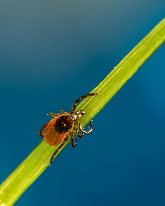 a tick sits on a green leaf against a blue sky