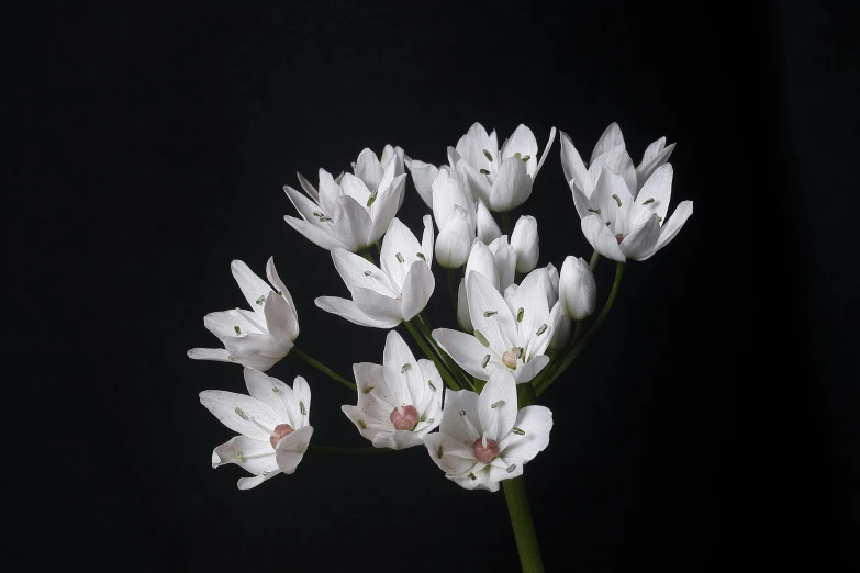 several white flowers are placed together in a vase