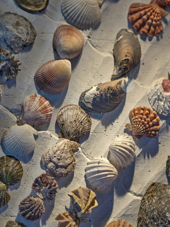 a collection of sea shells laying on the sand