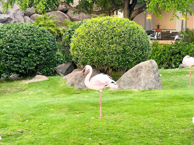 three flamingos are walking along the green lawn