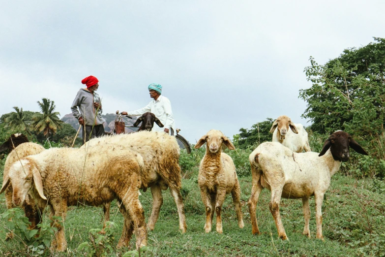 two men sitting on a motorcycle with a herd of sheep