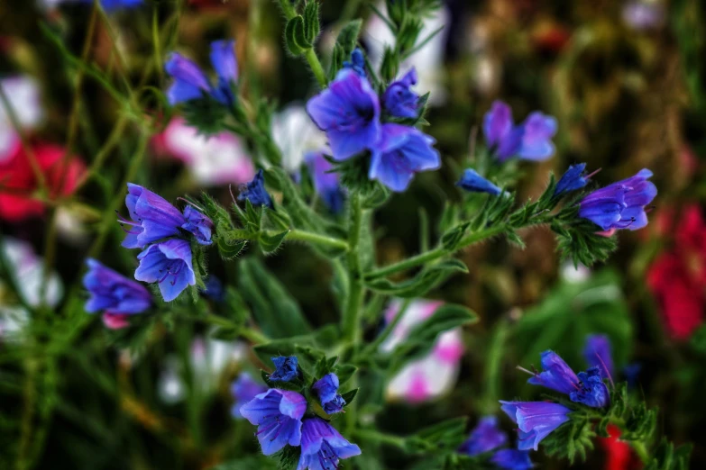 purple and pink flowers with green leaves