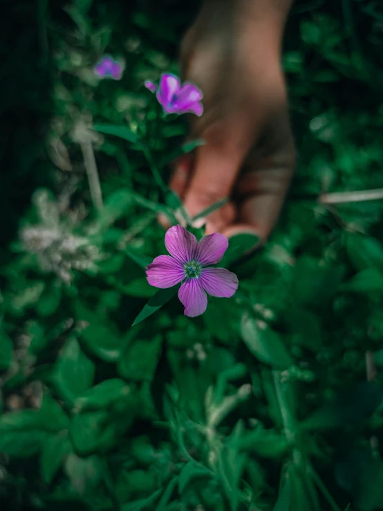 the hand is holding the purple flower