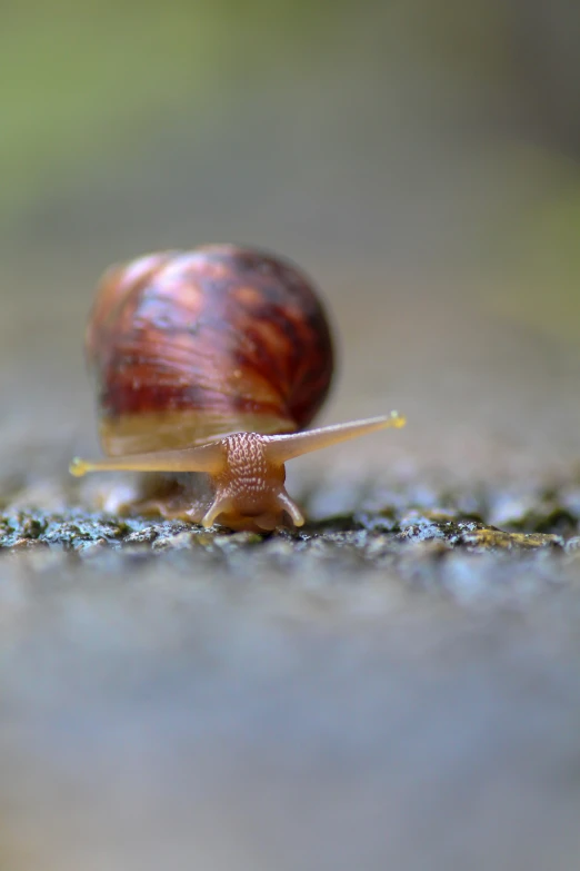 a tiny red snail with it's shell on the ground