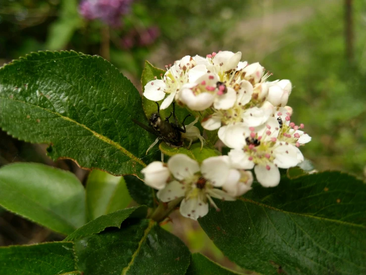 some white flowers and leaves with leaves on the nches