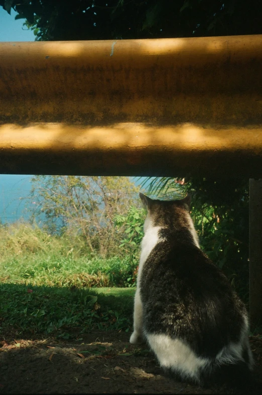 a cat looks out from underneath a beam