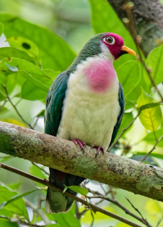 a bird sitting on top of a tree nch