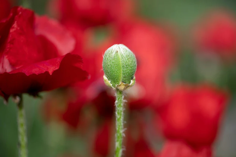 a flower with a leaf on it sitting in a field