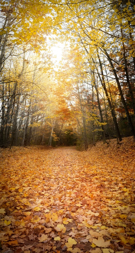 a po of an area with some trees and leaves on the ground