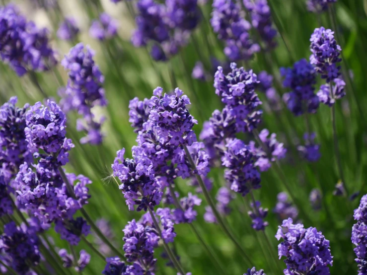 purple flowers are blooming in the field