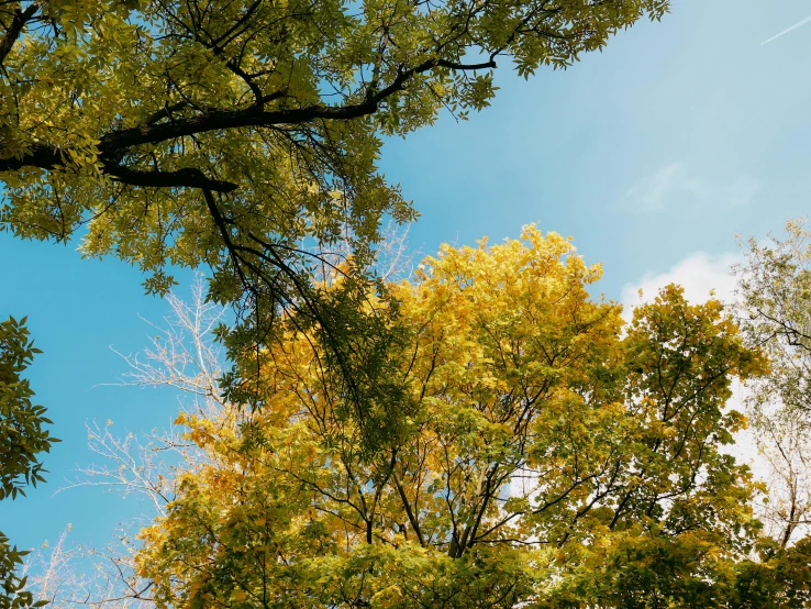 an image of an outside view of some leaves