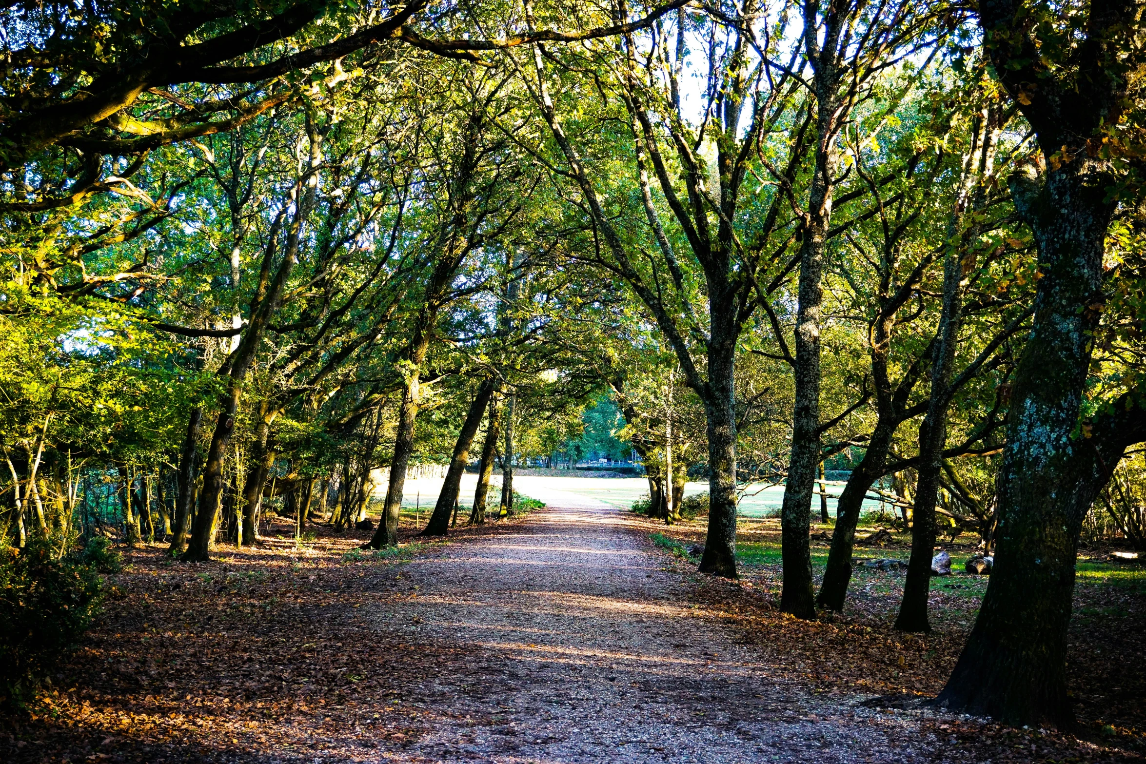 there is a path in the middle of the woods