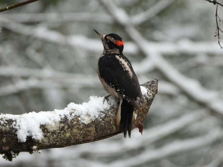 small bird sitting on a nch with snow on it