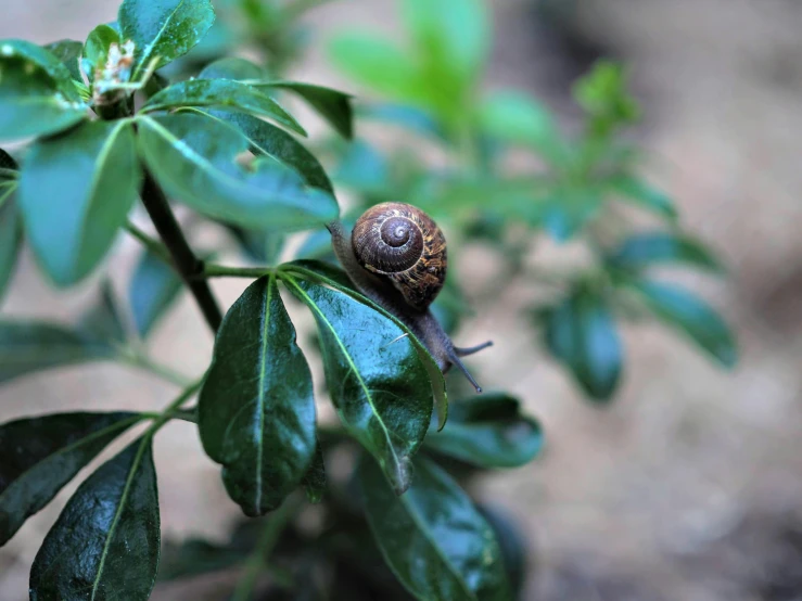 a snail sitting on top of a green plant