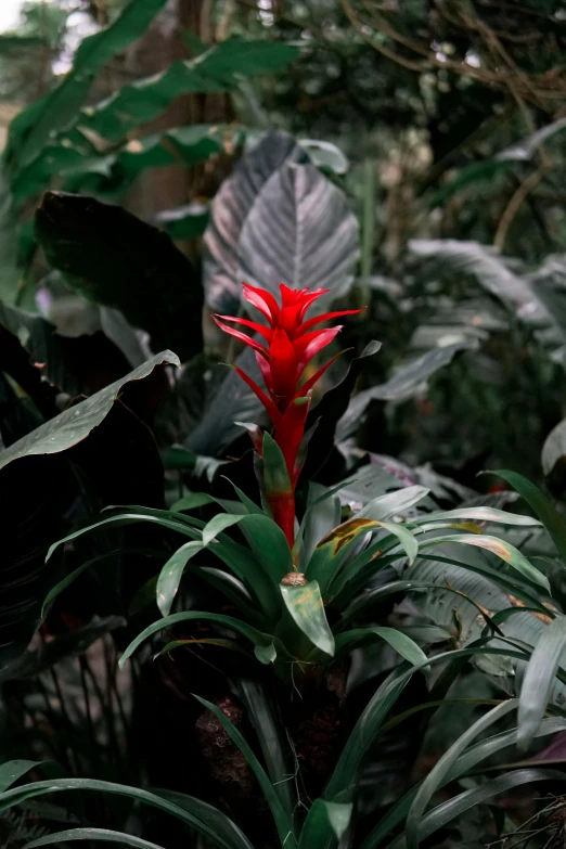 a red flower is in the middle of some green plants