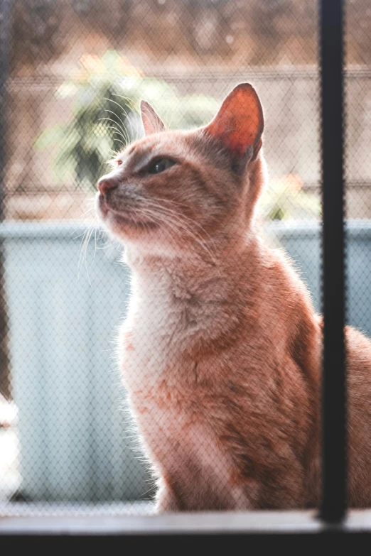 a cat is sitting in a fenced area