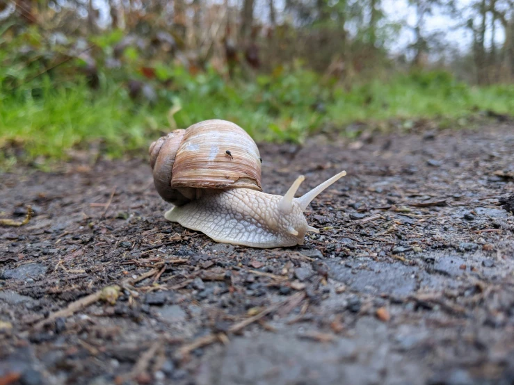 the snail has it's head stuck in the mud